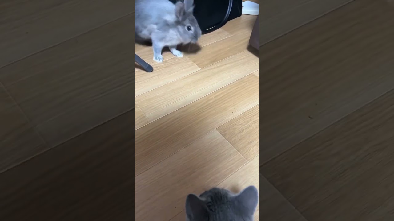 うさぎと仲良くなりたい猫　#ブリティッシュショートヘア #ライオンラビット #猫とうさぎ #ねこのいる暮らし #うさぎのいる暮らし