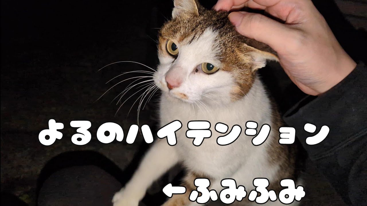 お昼に構ったのに夜でも構って欲しい甘えん坊猫がいた日