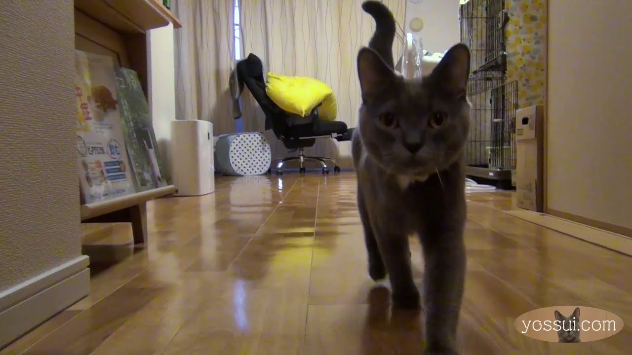人懐っこくて可愛い猫（シャルトリュー）ちゅーると聞いただけで甘え出す様子が可愛い過ぎる♪