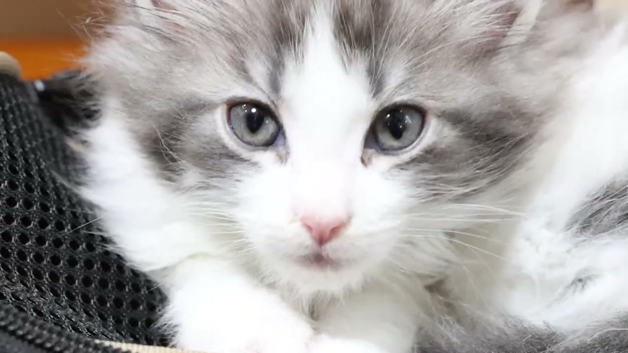 メインクーン子猫シンバ君お渡し