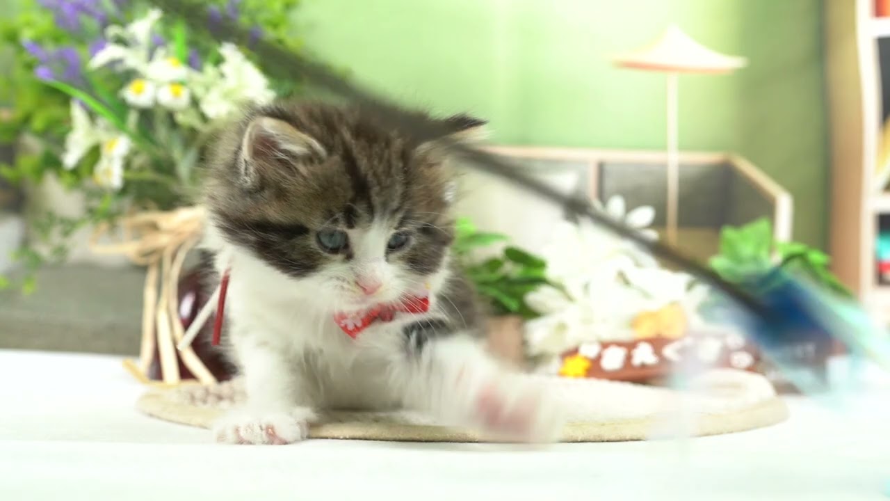 ノルウェージャンフォレストキャットの男の子☆