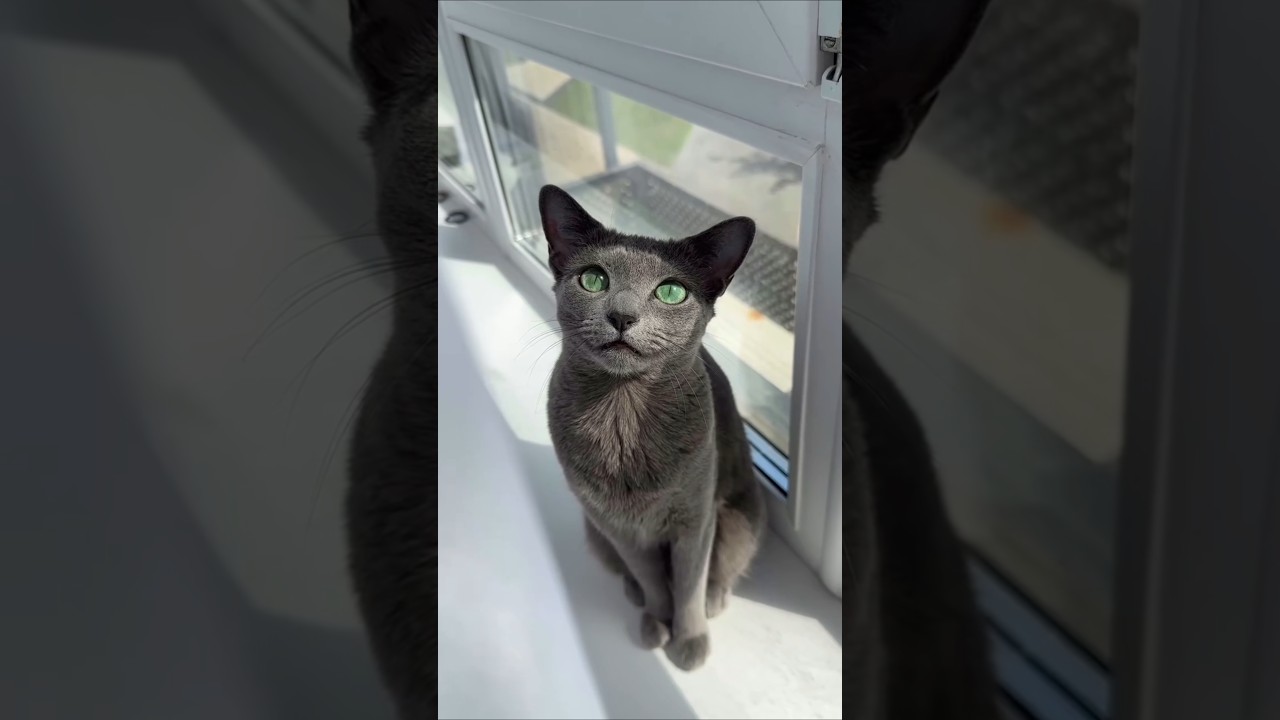 Beautiful Cat eye 👁️👁️ 😺😺😻 #shorts #trending #video #cat #beauty #animals #pets #love #funny #comedy