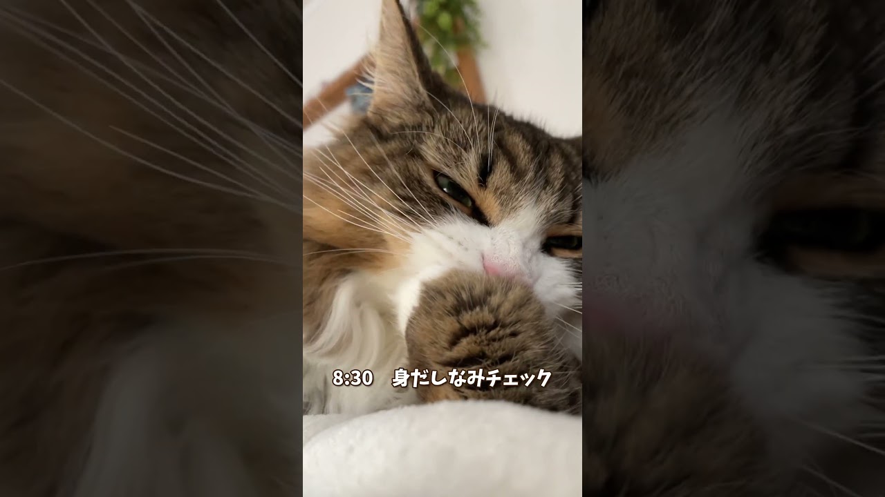 アイドル猫のモーニングルーティン　 #cat #ノルウェージャンフォレストキャット #猫 #北欧猫