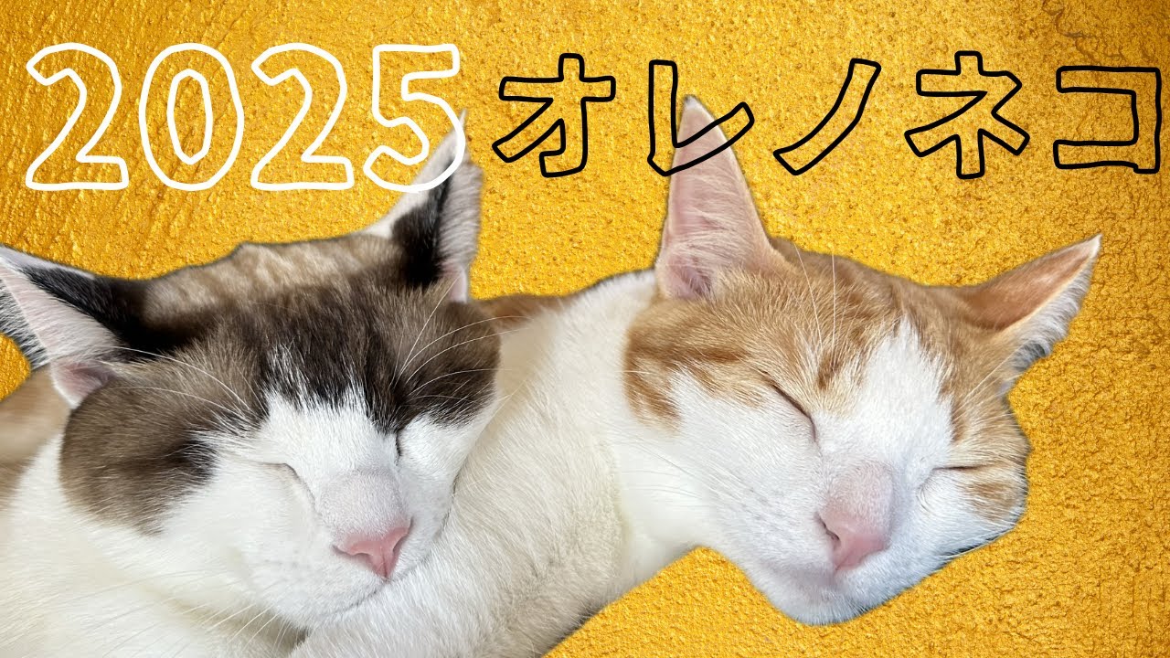 2025年も元気に飛ぶ子、またたび嗅いで噛む子