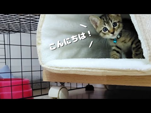 初めて部屋を探検する子猫が可愛すぎました…