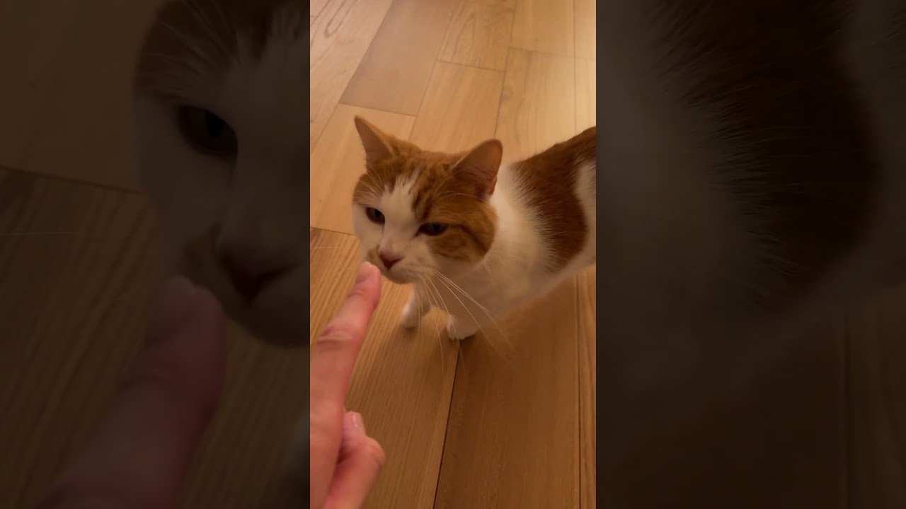 熱烈お出迎えするねっこ【短足マンチカン】