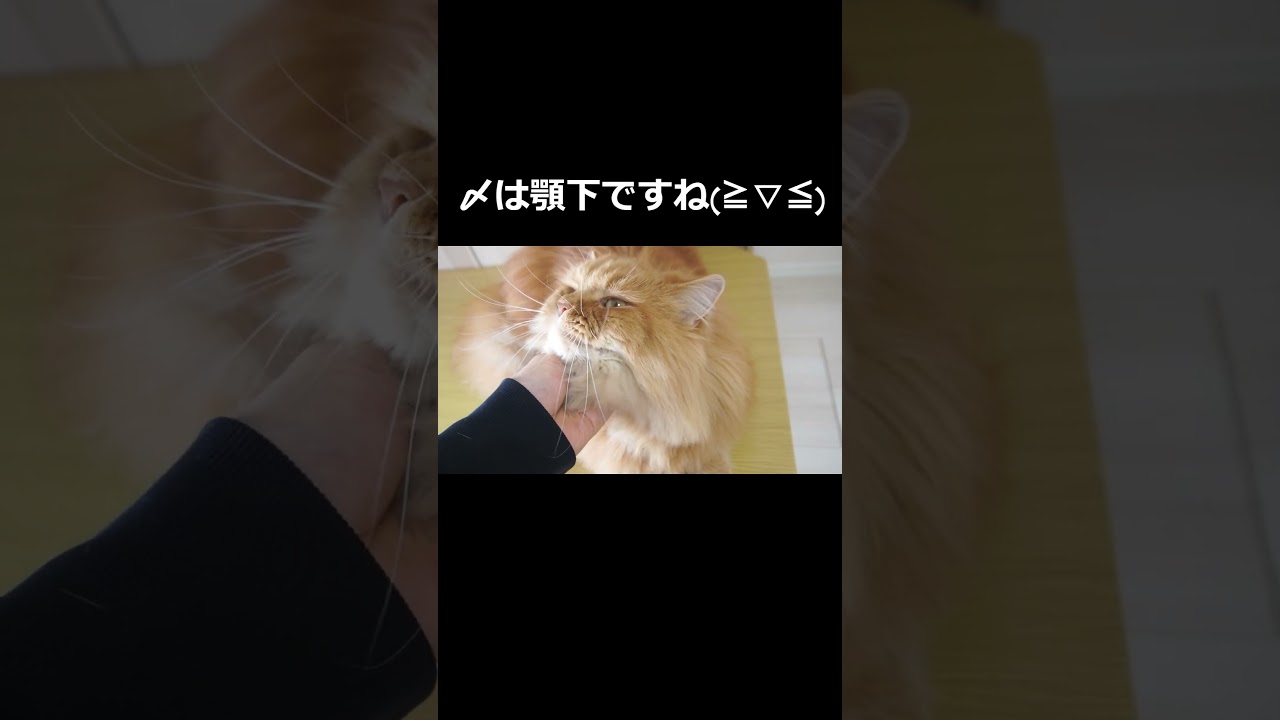 【猫】撫で始めると終わらない！#猫 #cat #可愛い #ラガマフィン #猫のいる暮らし #癒し