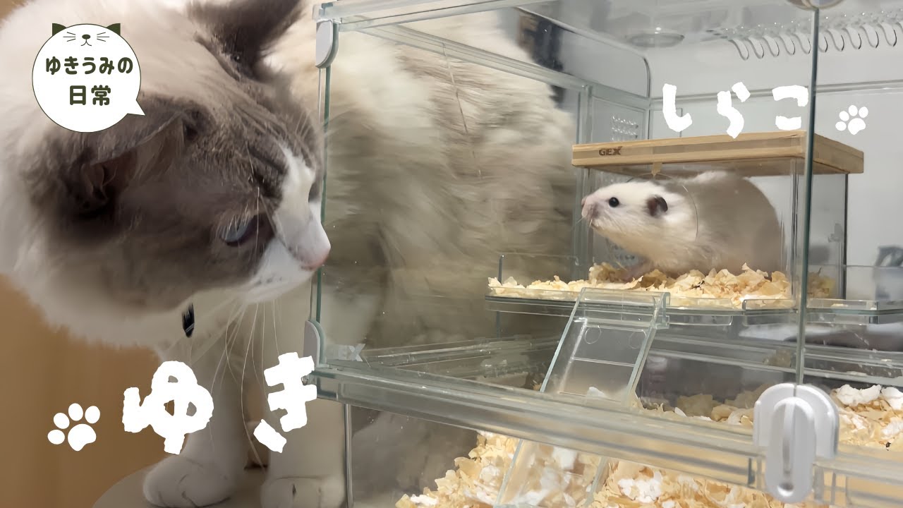 未知との遭遇をしたら子猫たちがOOの巨人になりました・・・【ラグドール・キジシロ】