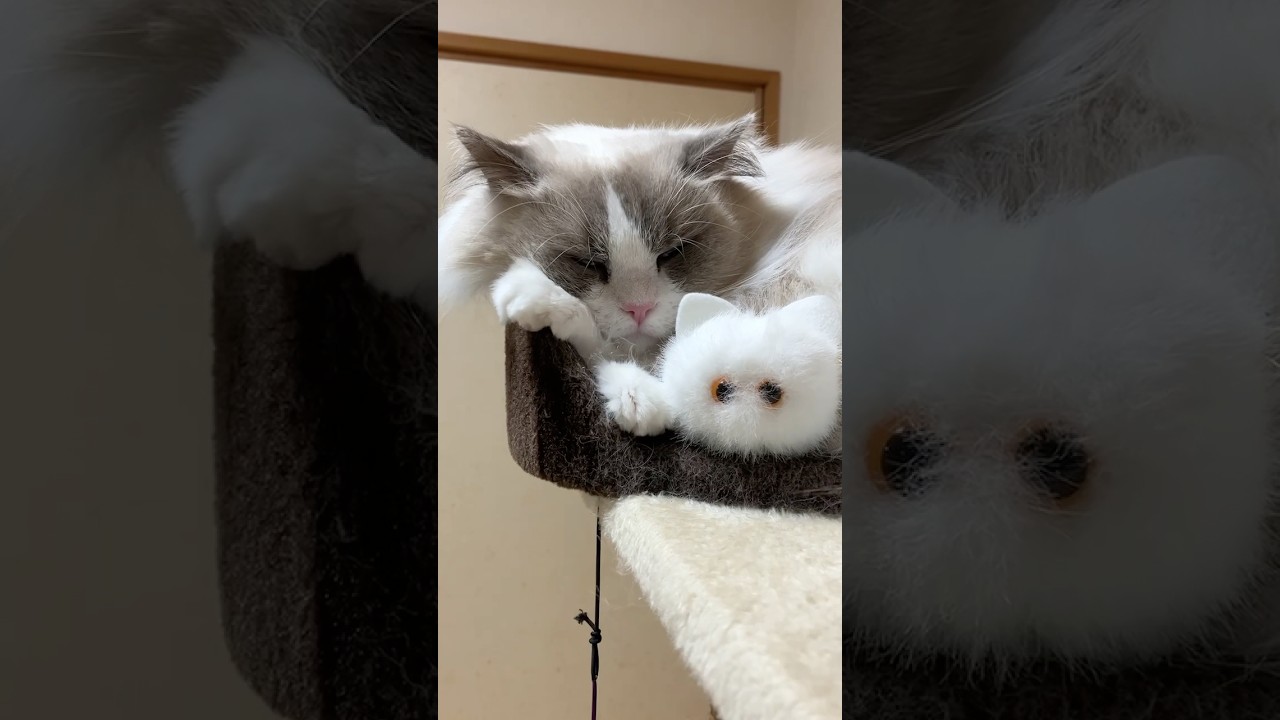 お気に入りとお眠り中🥱#ラグドール#猫#catlover#ねこのいる生活