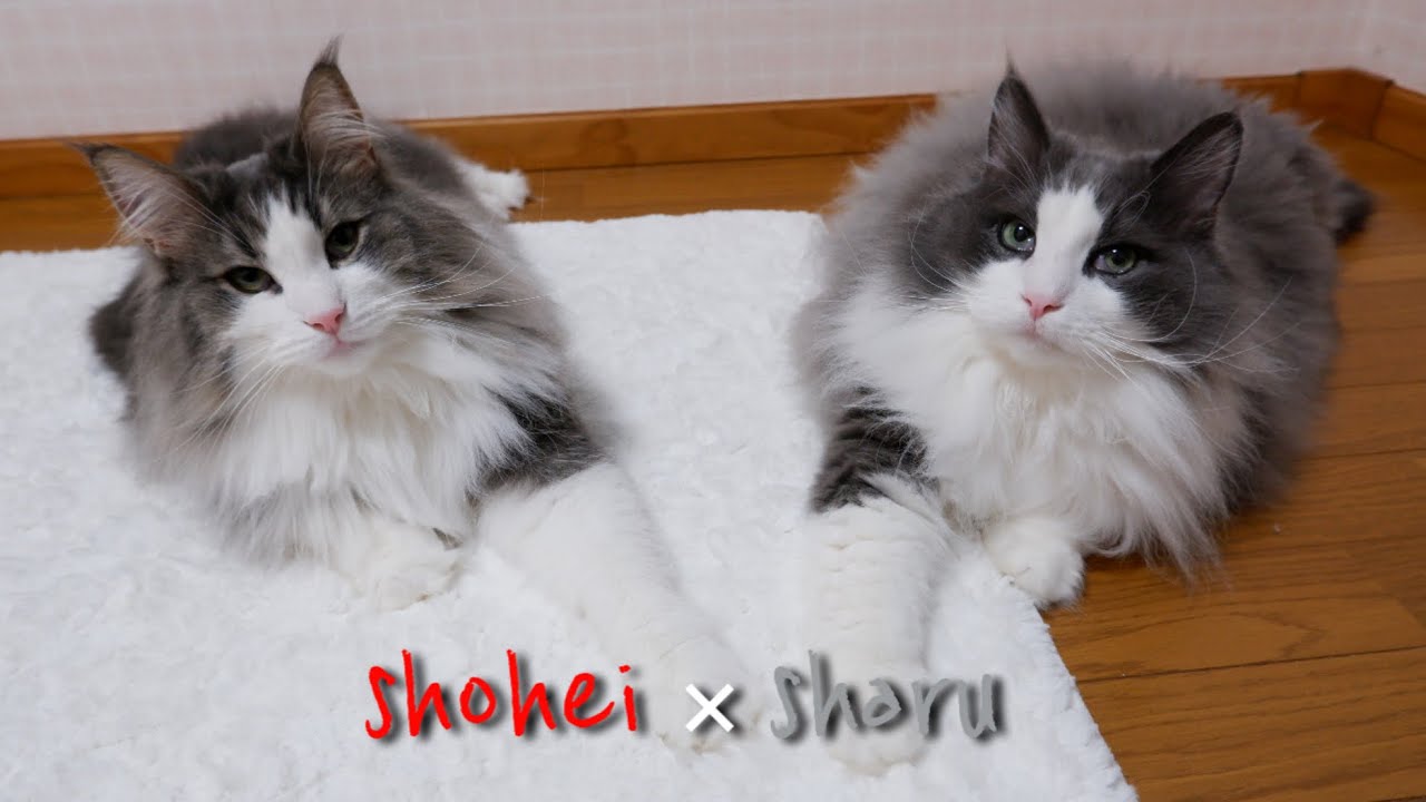 【引きこもりペア】そっくりノルウェージャンフォレストキャットのふたりは、実は引きこもり…www