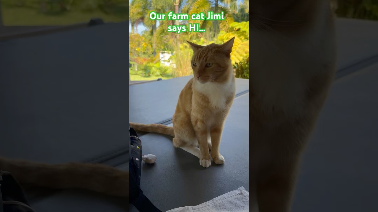 Cats says “HI” back! #cat #cats #cattalking #cattalk #catvideos #catvideos