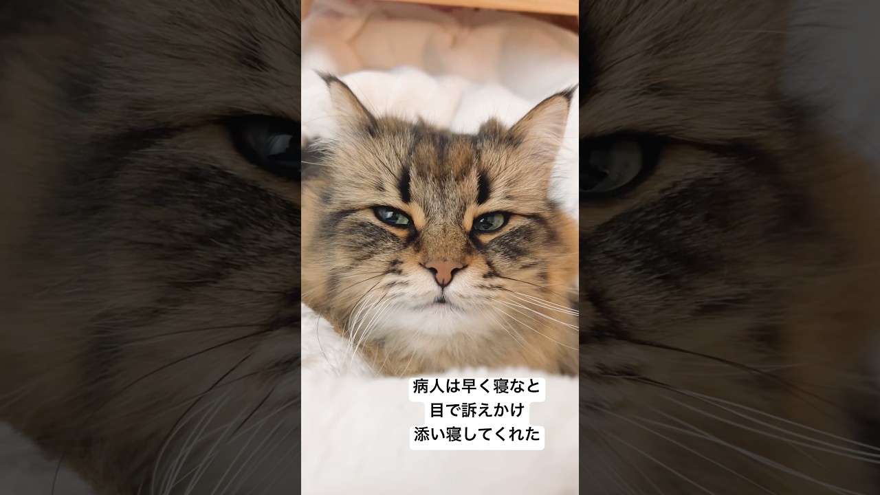 風邪飼い主を看護してくれてる #猫 #サイベリアン #風邪