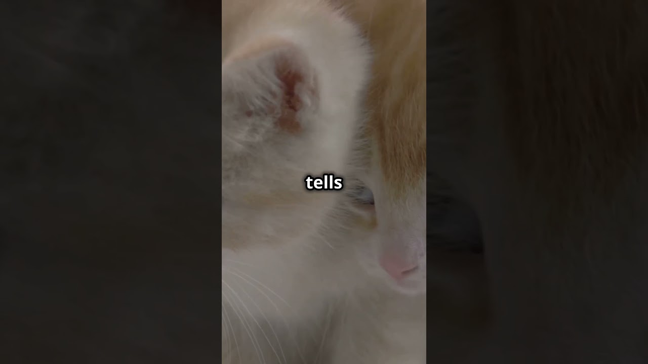 the heartwarming journey of newborn kittens from various beloved cat breeds