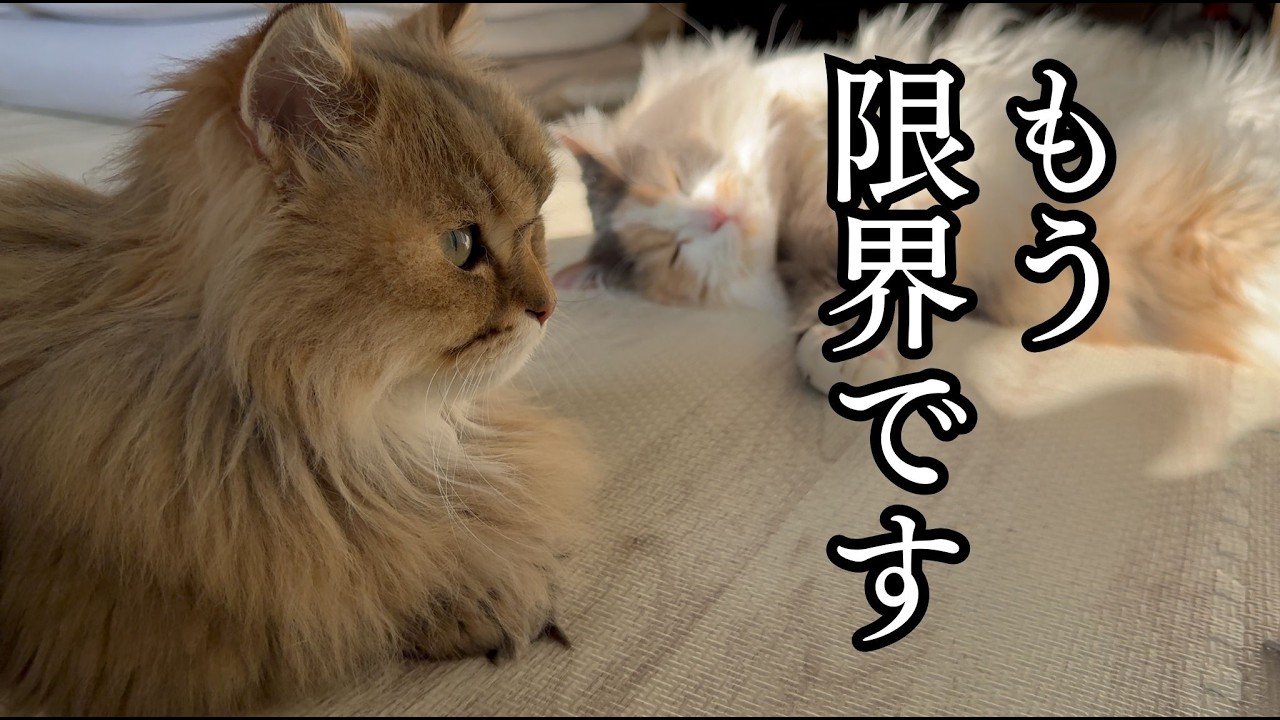 苦労が尽きない猫に話を聞いたら悲しい鳴き声が返ってきました