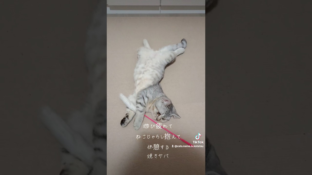 遊び疲れて倒れる