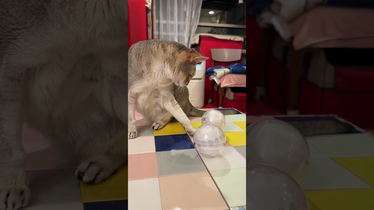 ガチャガチャのカプセルを転がして遊んで追いかけていくシンガプーラなのにゃ♪ #cat #シンガプーラ#singapura