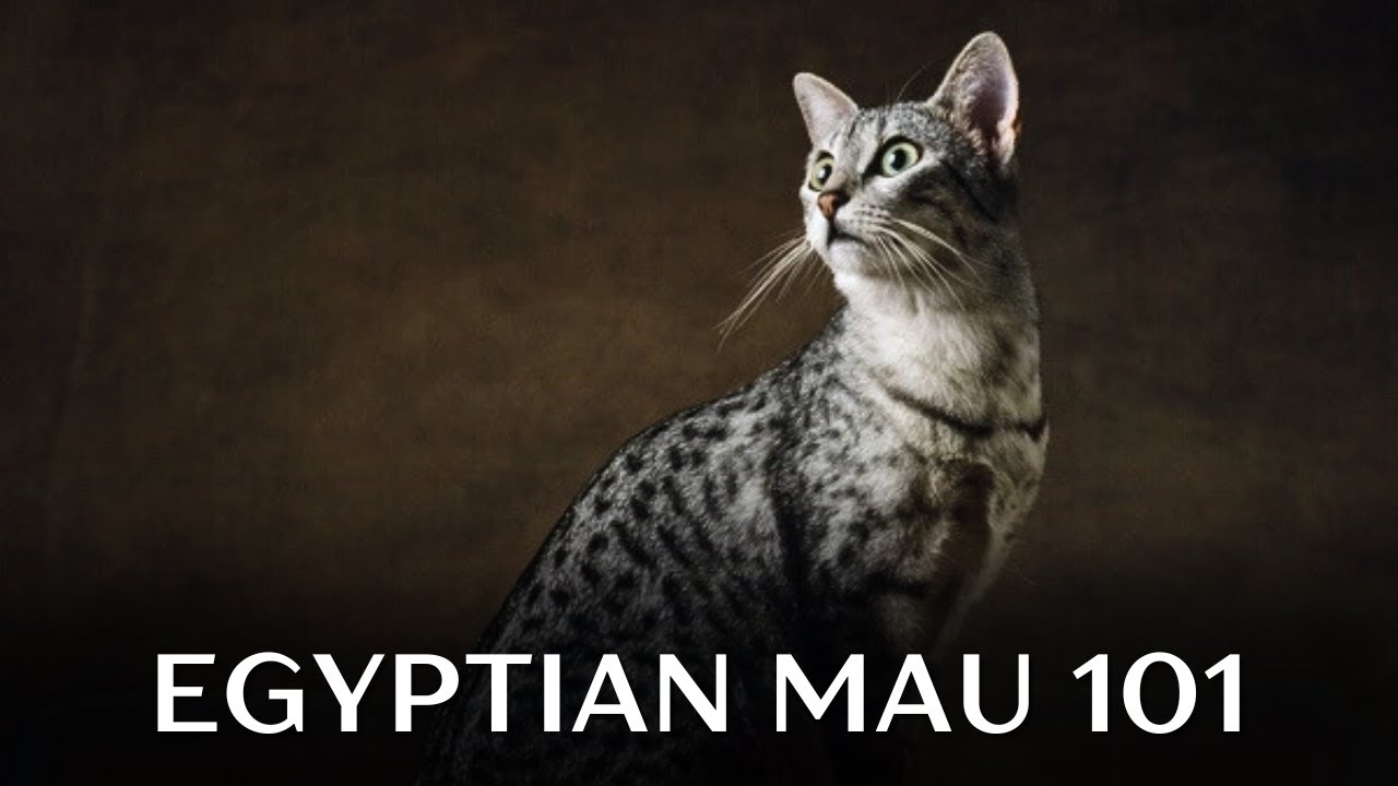 Egyptian Mau Cat 101 - Everything You Need to Know