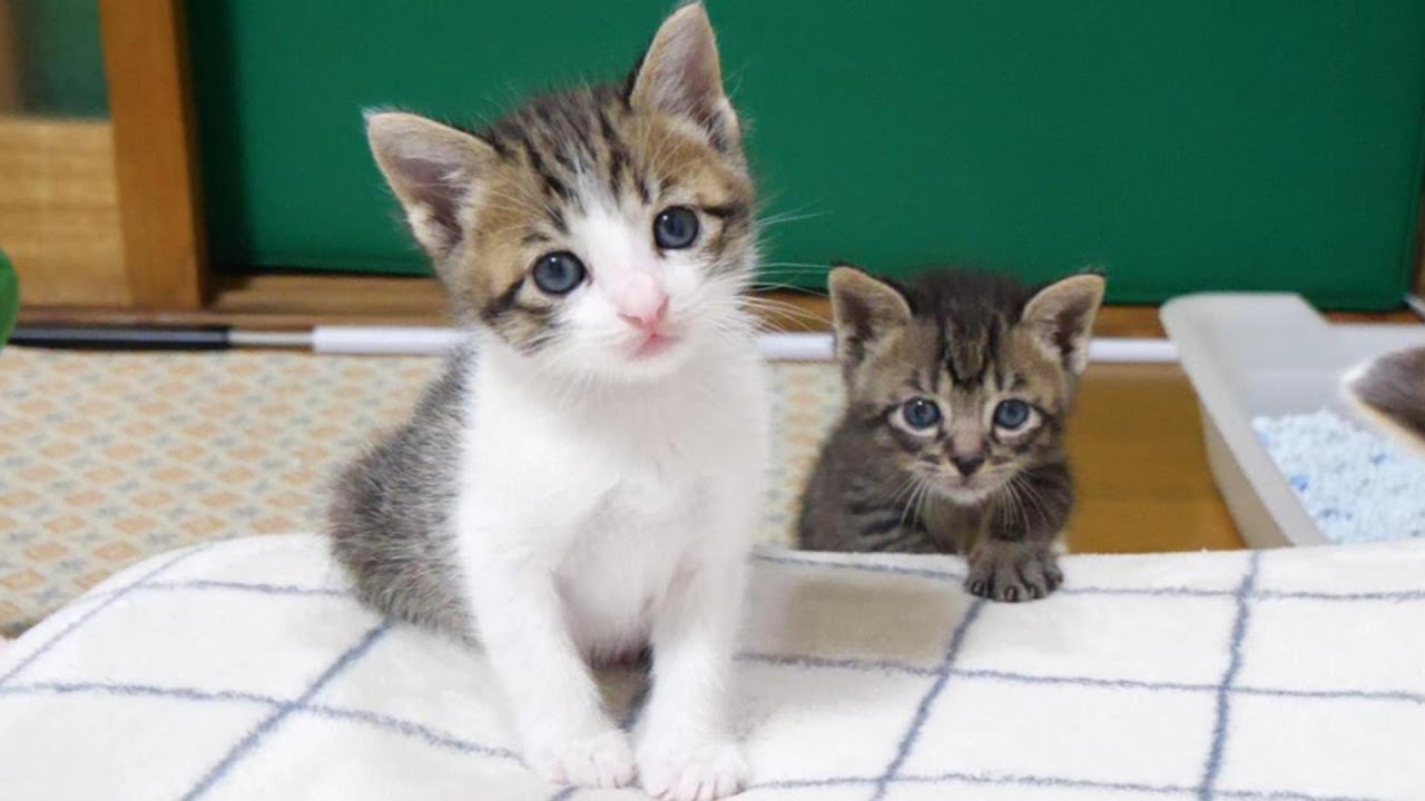 ソファーから転がり落ちてビックリしてる子猫達がこちらです【赤ちゃん猫　保護猫】