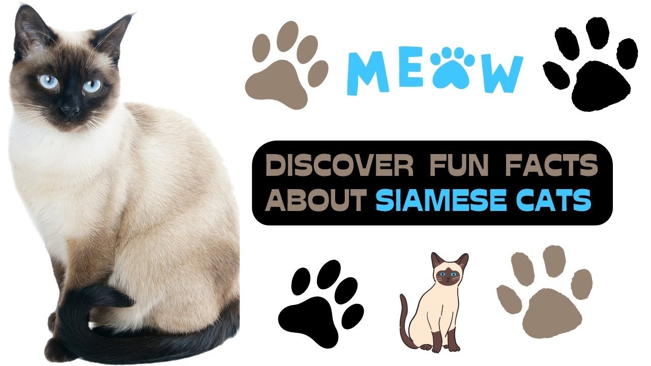 Fur-tastic Facts About Siamese Cats - Learning Video for Kids and Cat Lovers