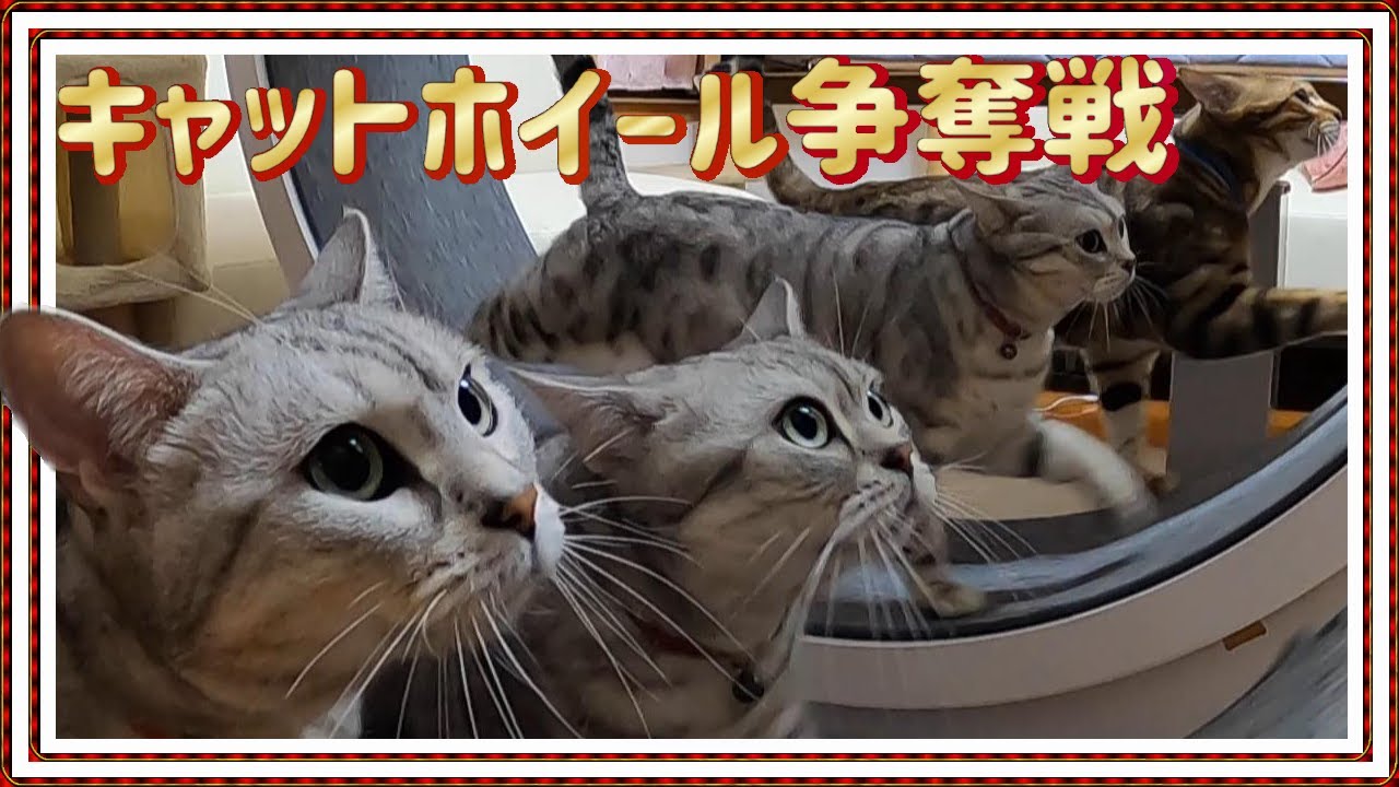 【キャットホイール争奪戦】２台目を購入 我が家は毎日こんな感じフル活用中♪ ベンガル/オシキャット/チートー猫【Cat lifeスローライフ田舎暮らしvol 29】