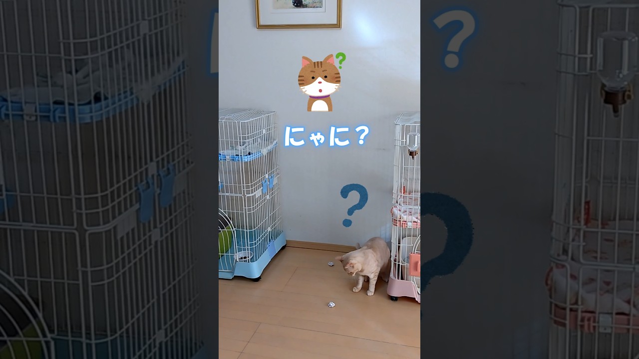 【癒し】レシートが2つ投げられて戸惑う猫がこちらw #チャンネル登録をお願いします！