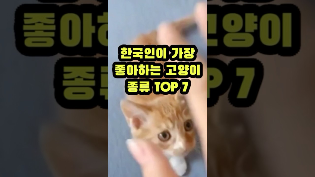 한국인이 가장 좋아하는 고양이 종류 TOP7 (Top 7 in Korean favorite cat rankings)