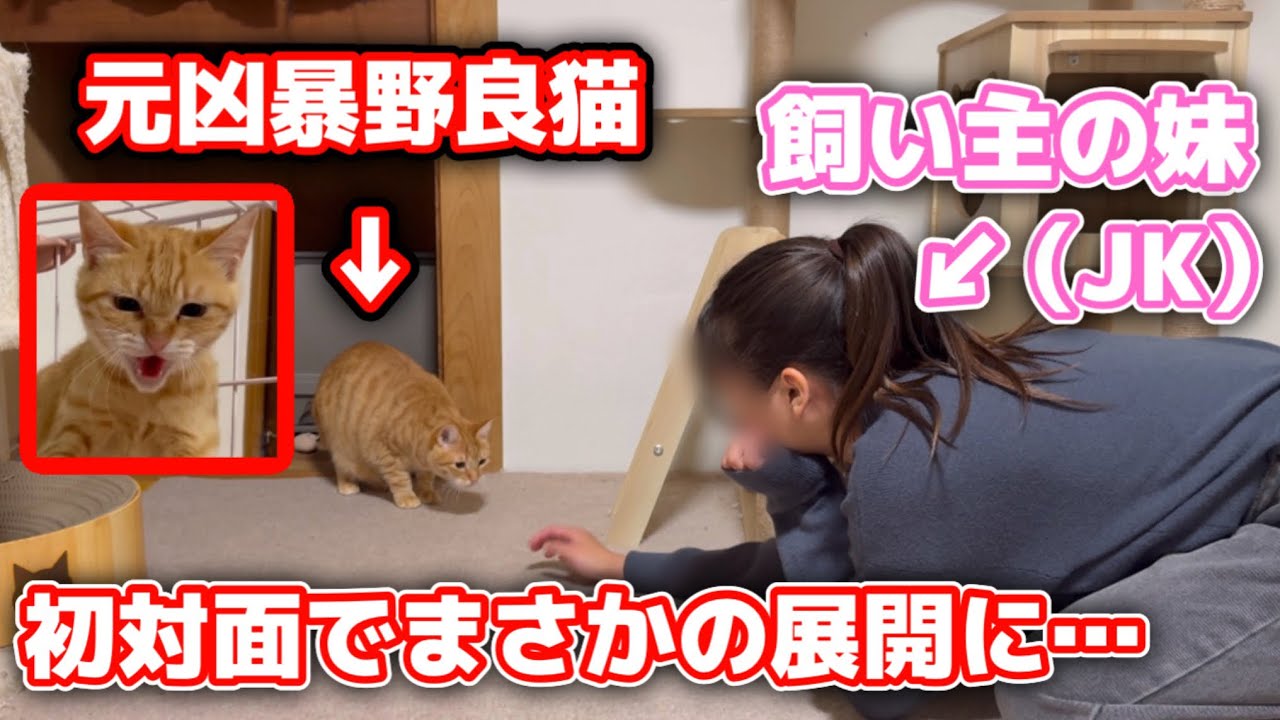 保護した子猫と妹を会わせてみたらまさかの反応でした…