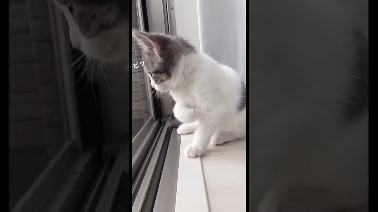 外を向く瞬間が愛おしすぎる子猫　#shorts 【マンチカン】