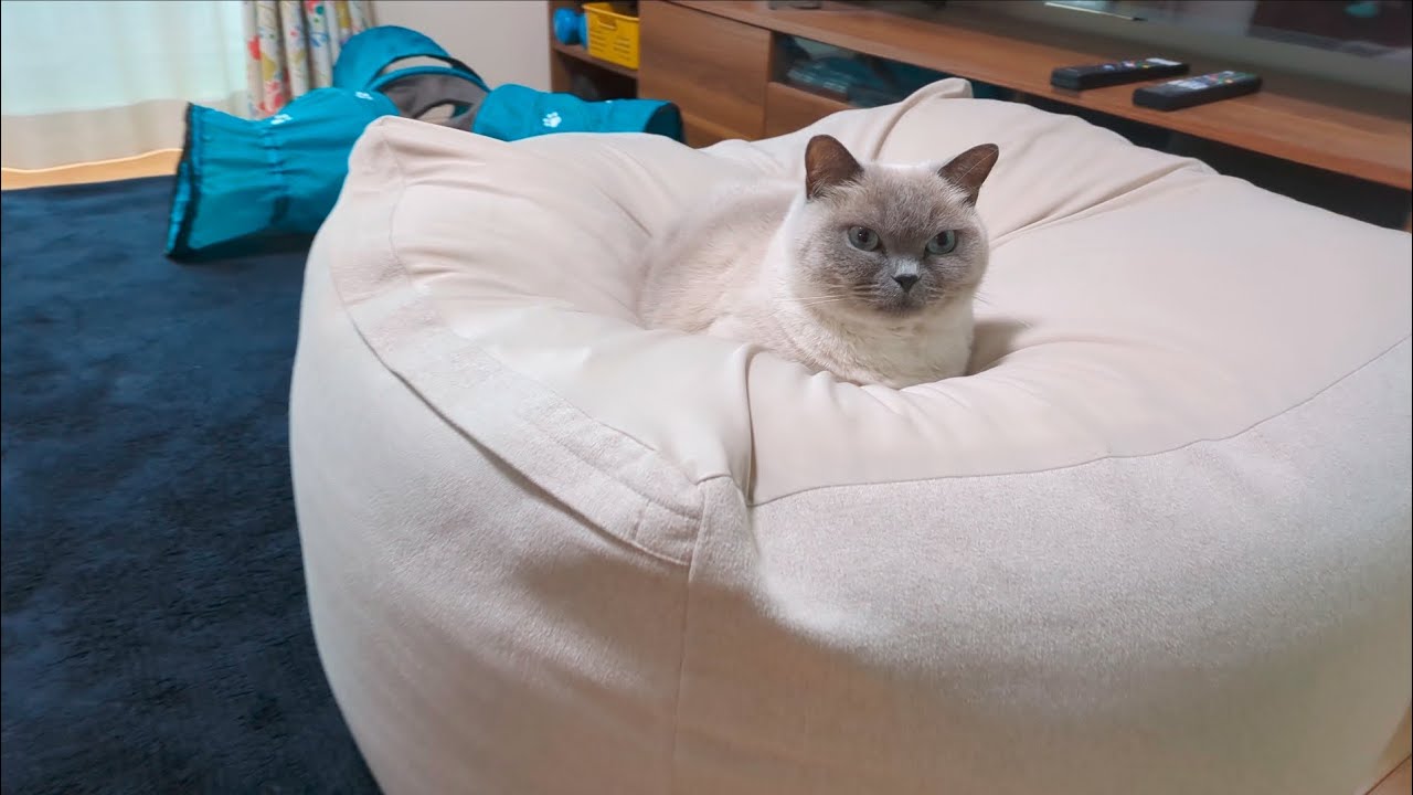 【猫】どっから本体か分からなくなった猫