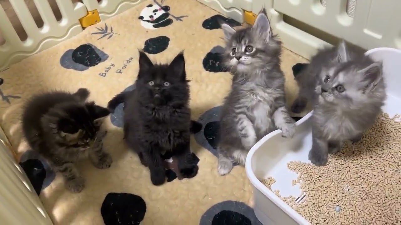 メインクーン 父親・母猫とも優良血統 🥰外産特有のワイルドなお