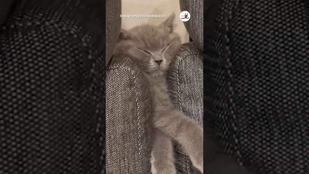 そんなことある？｜PECO #子猫 #ブリティッシュショートヘア #子猫のいる生活 #猫 #猫動画  #britishshorthair  #kitten #cat #catlover