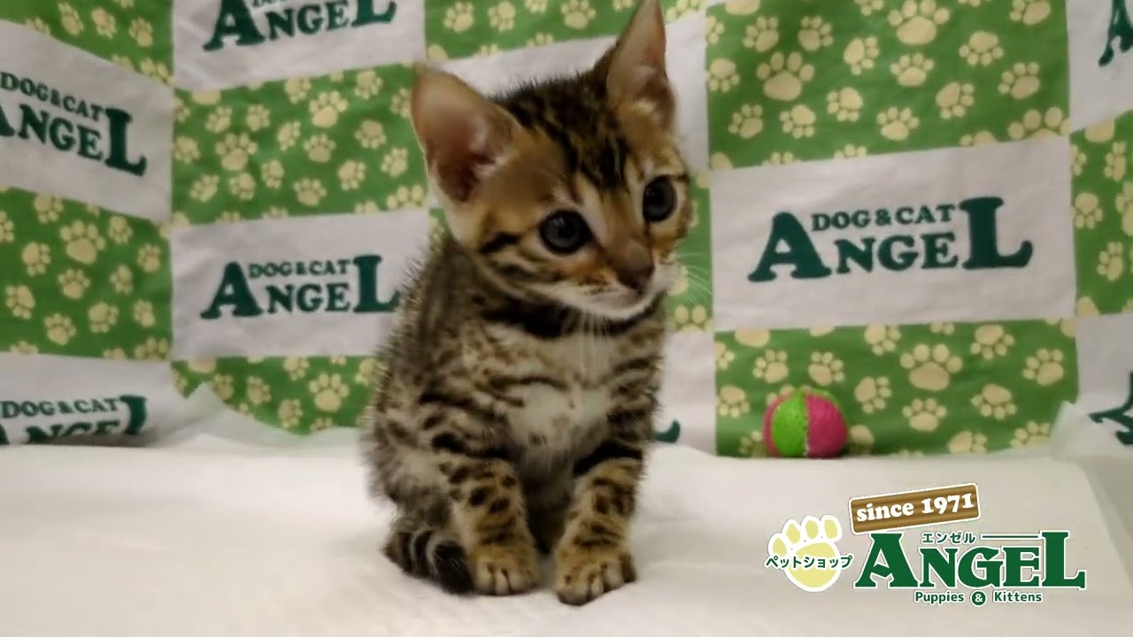 ベンガル 2501064 【ペットショップエンゼル　子犬・子猫販売】