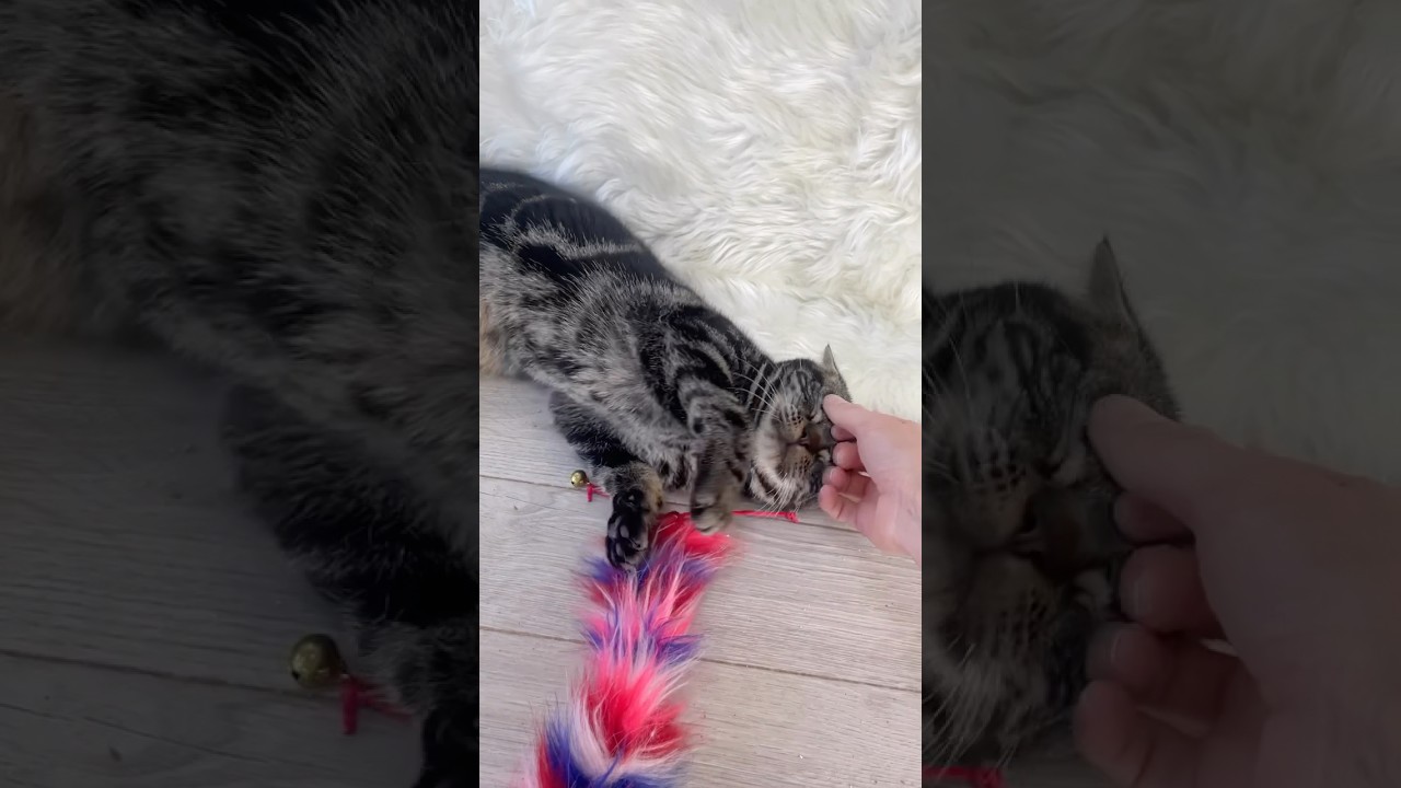 アメリカンショートヘアー💓女の子　#キャッテリーねこの樹  #子猫