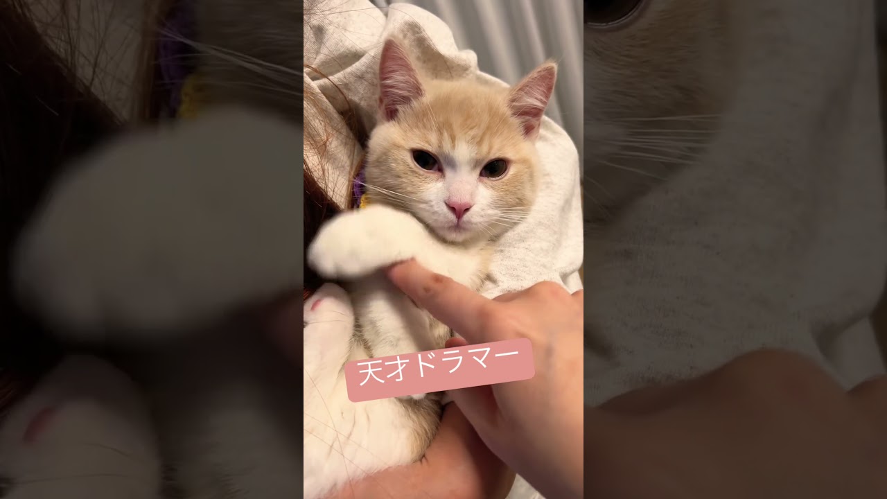 なぜおててがふにゃふにゃなのだろう #cat #munchkin #lovely #猫のいる暮らし #猫のいる生活 #xjapan #紅 #happynewyear