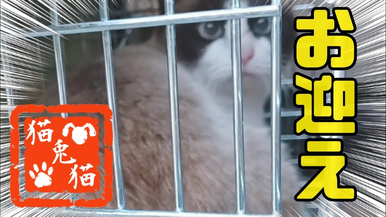 【TNR】野良猫〜シャムミックス〜 [TNR] Stray cat ~ Siamese mix~#tnr #にゃんとにゃん #保護猫 #骨盤骨折 #保護活動