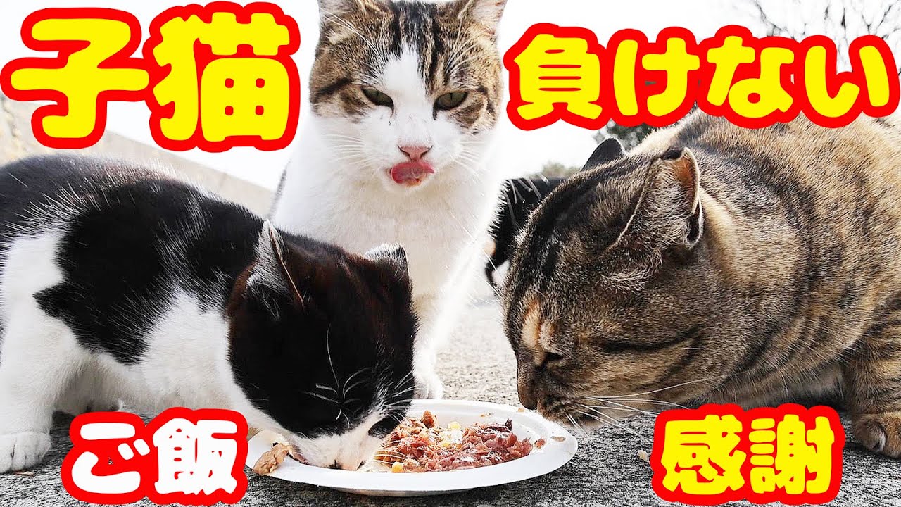 空腹な子猫が成猫に立ち向かって爆食いする 極寒 さくらねこたちへの給餌
