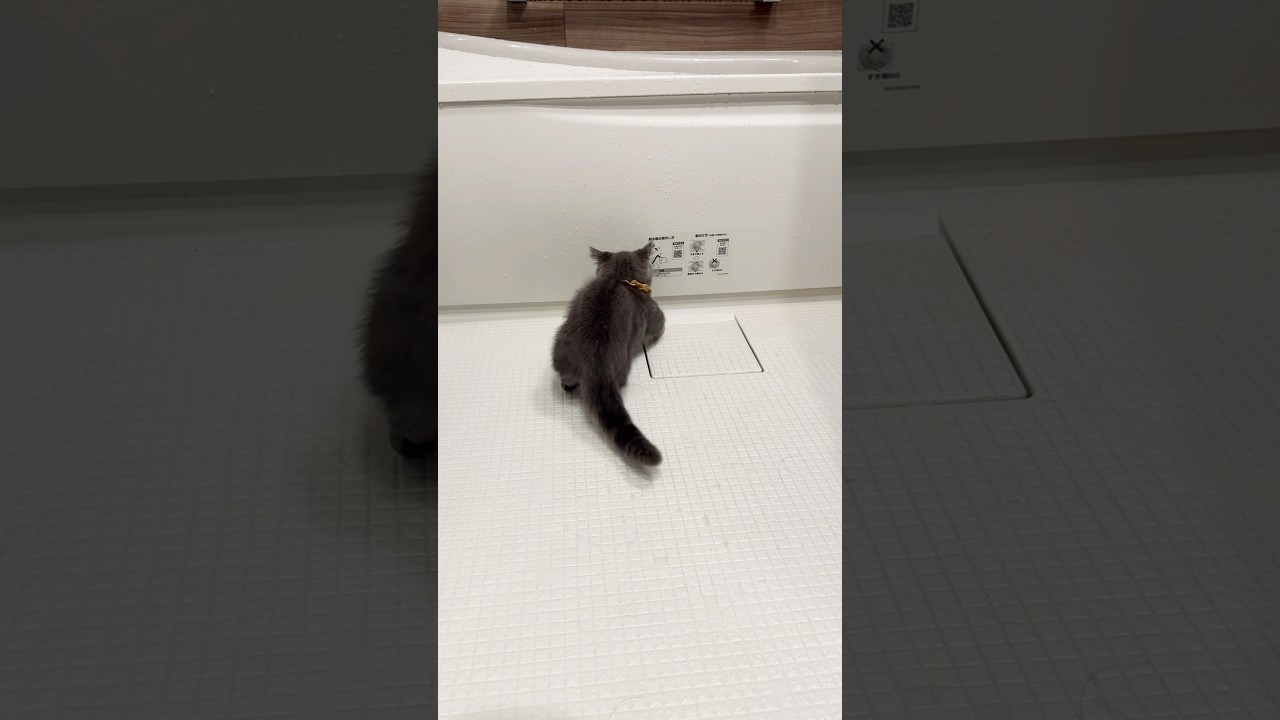 【水好きなヤツ】#マンチカン#マンチカン短足#マンチカン子猫#ブリマンチ#ブリティッシュショートヘア#茶トラ#キジシロ#子猫#多頭飼い#猫のいる暮らし#チュール#肉球#猫の癖が強い