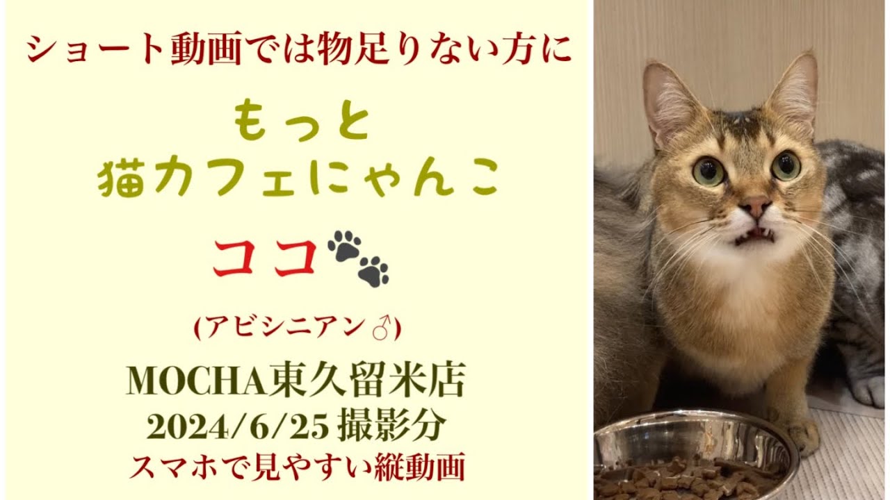 【完全版】　🐱ココ🐱　猫カフェMOCHA東久留米店　(アビシニアン♂)　2024/6/25 撮影分　　#日替わり猫カフェにゃんこ