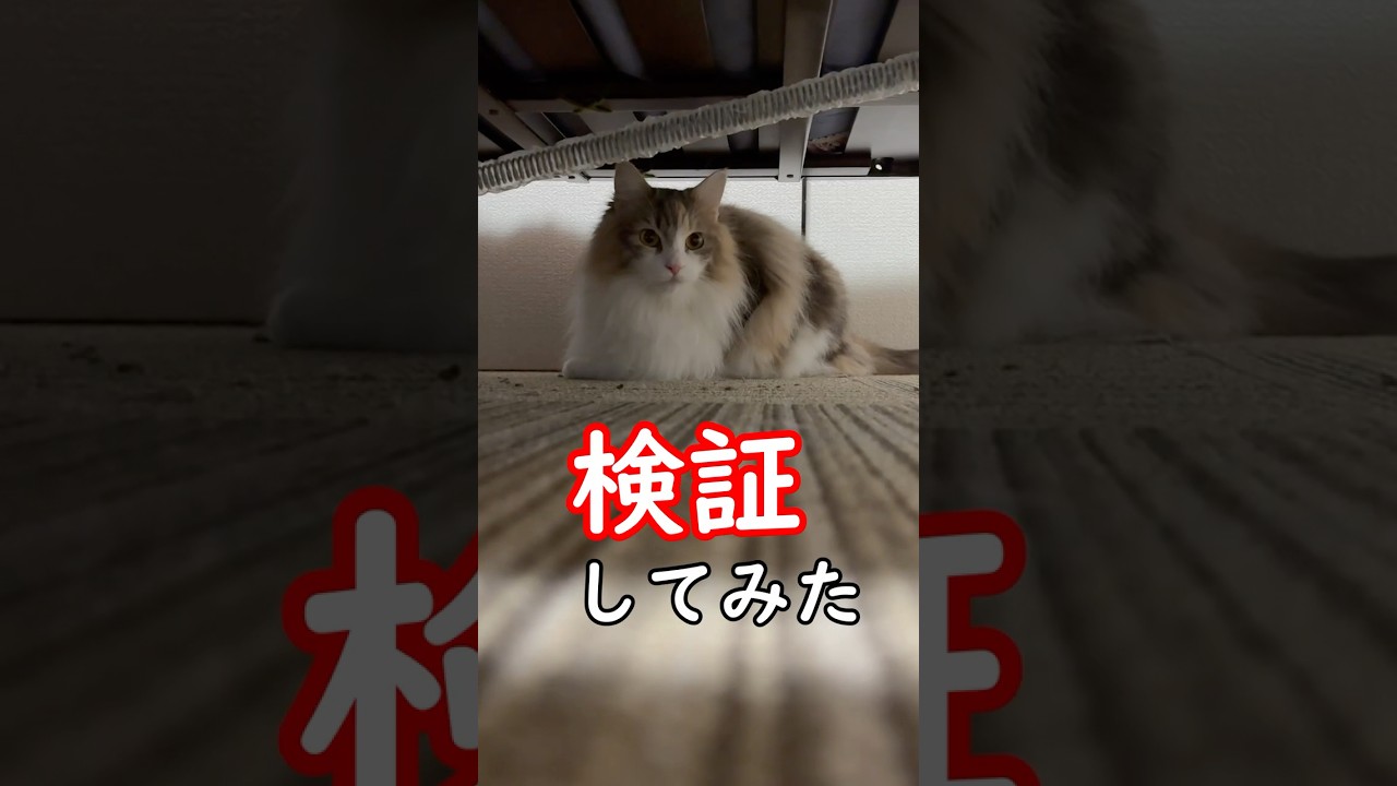 お猫様の前に物を置くと【検証】#shorts #ねこ #猫 #cat #ノルウェージャンフォレストキャット