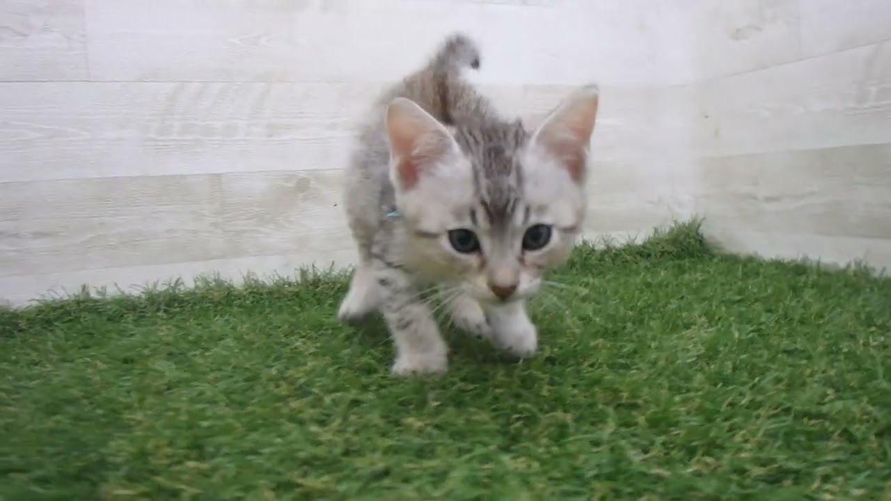 Coo&RIKU　No00703440 エジプシャンマウ