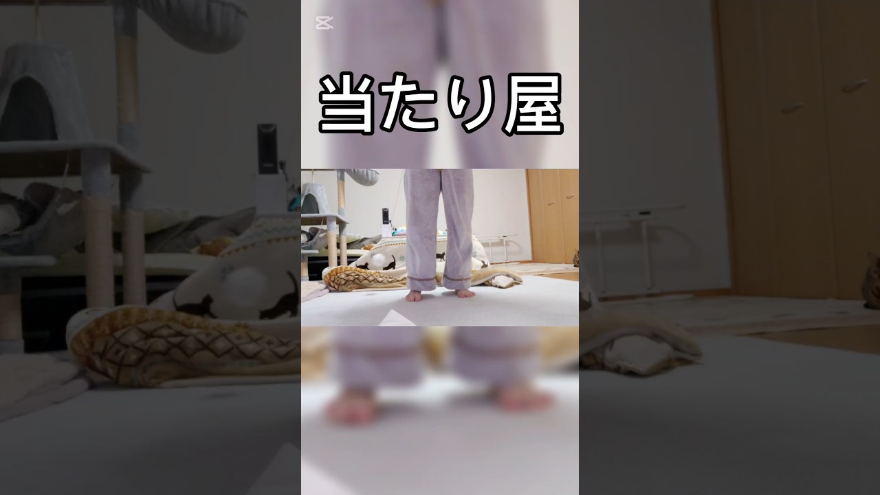 当たり屋 #猫 #猫動画 #猫のいる暮らし #ベンガル #cat #fyp #shorts #short