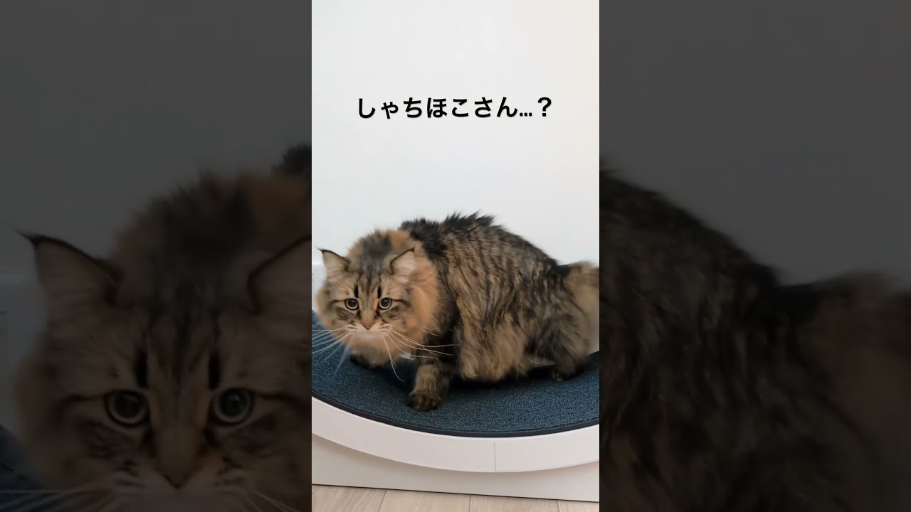 まねっこどうぶつ #サイベリアン #猫 #ヤマネコ