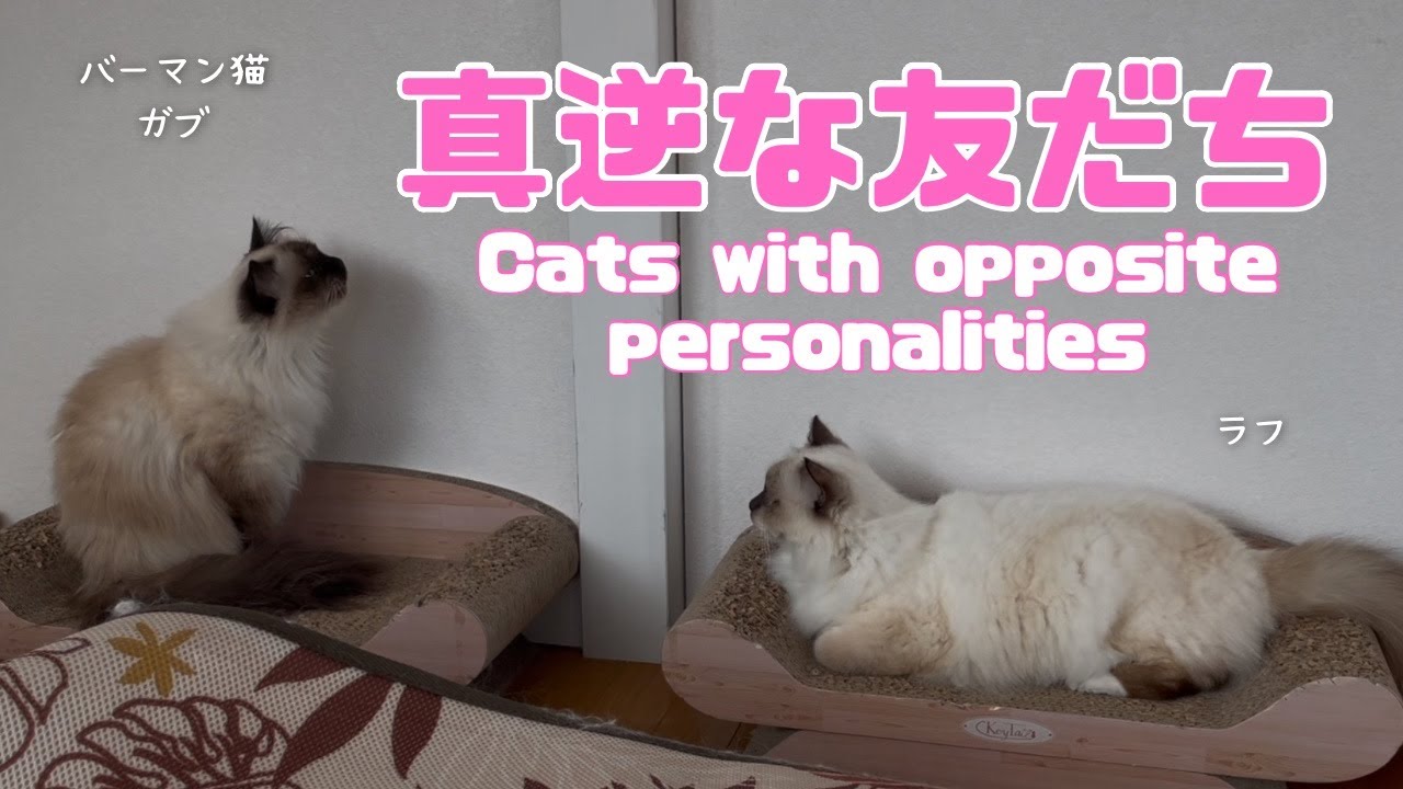 バーマン猫ラフとウリとガブ【真逆な友だち】Cats with opposite personalities（バーマン猫）Birman/Cat