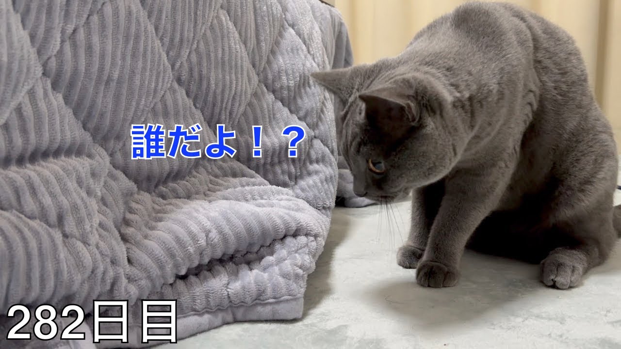 【スコ猫トト君】こたつの中にいるのは？