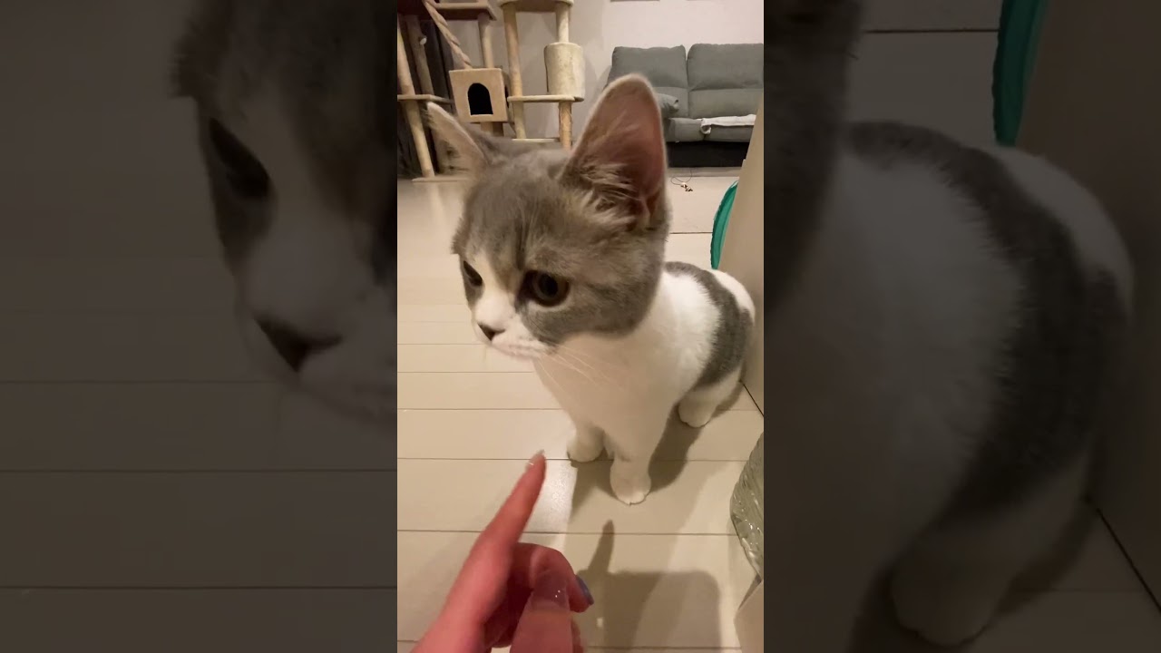 【マンチカン】ゆめ!ママ♡おかえりなさい!子猫がお出迎え!猫好き!かわいい!sweet kitten waiting for mama back home!cats!
