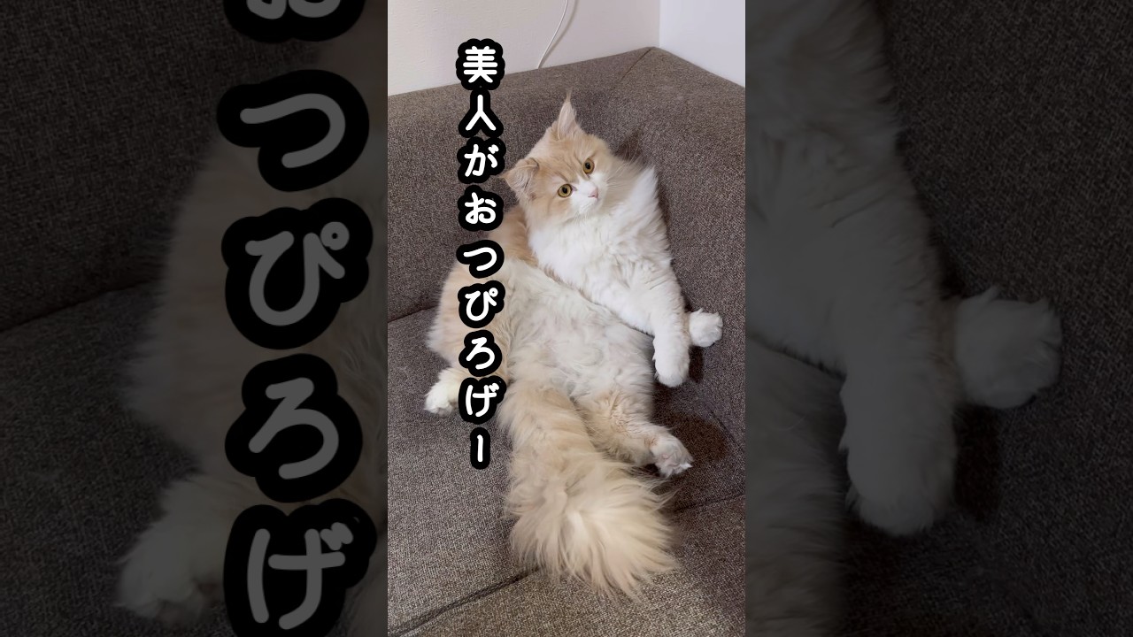 ちょっとだけよ〜　美人猫　もふもふサイベリアン
