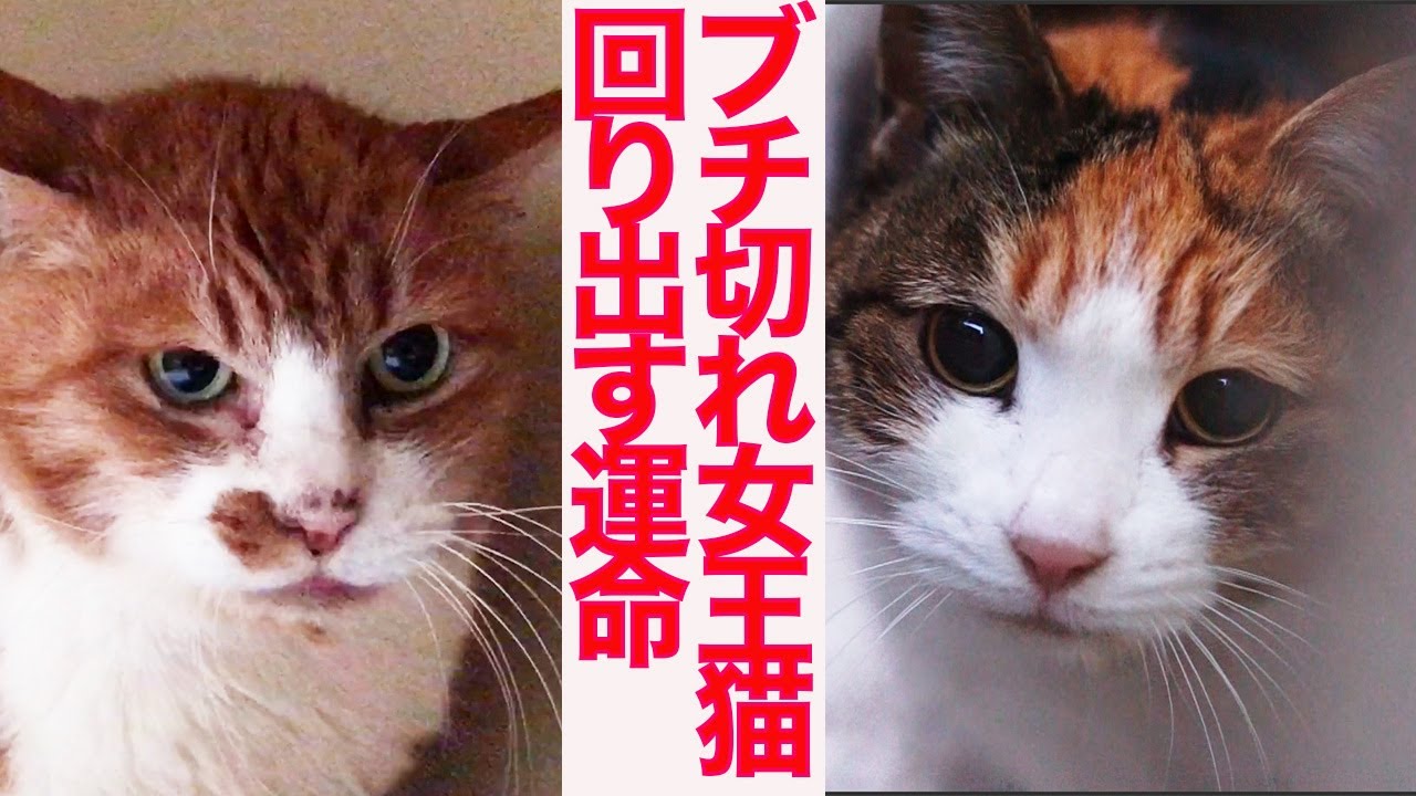 心を閉ざした女王猫、回り出す猫の運命 Fate of the queen-cat and her family cats