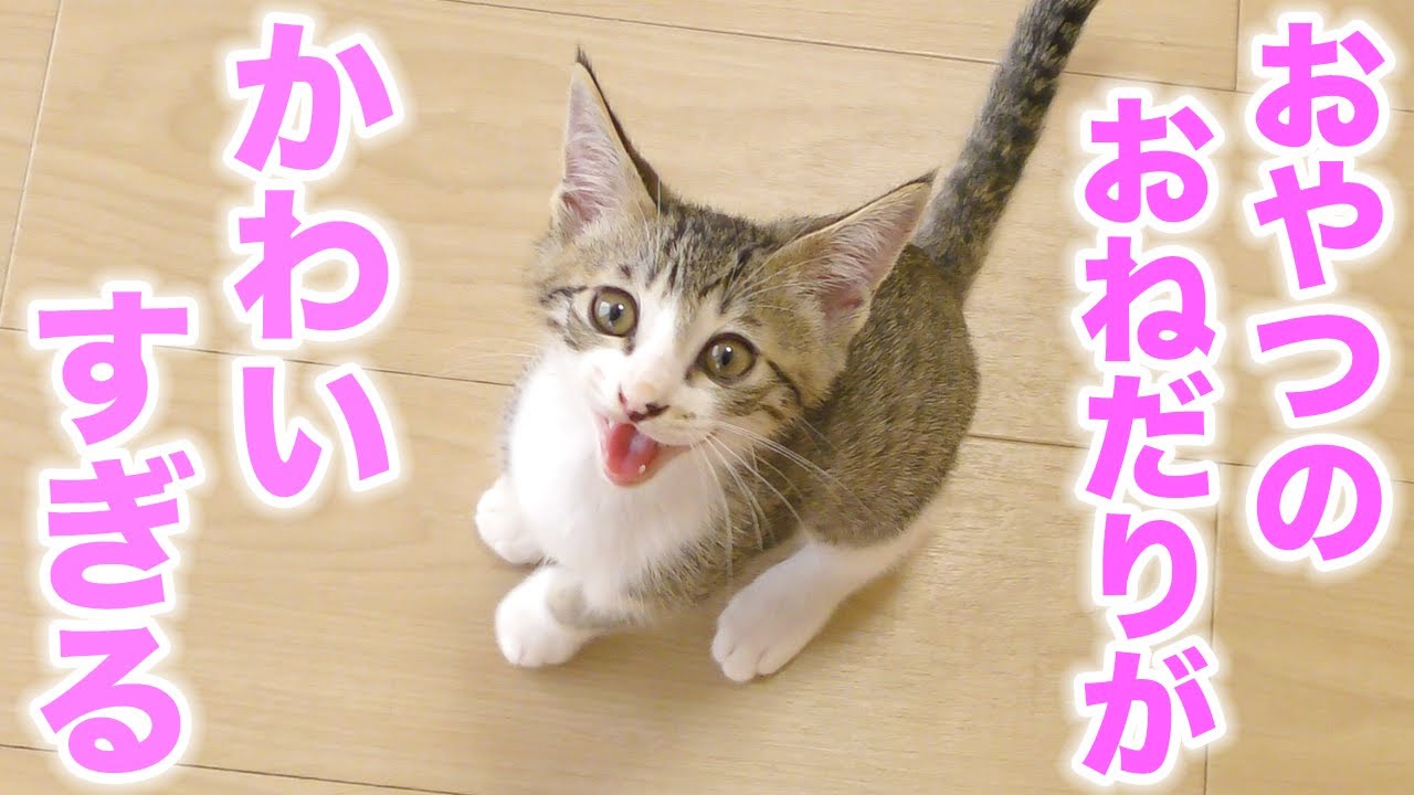 おやつのおねだりが可愛すぎる子猫がこちら♡