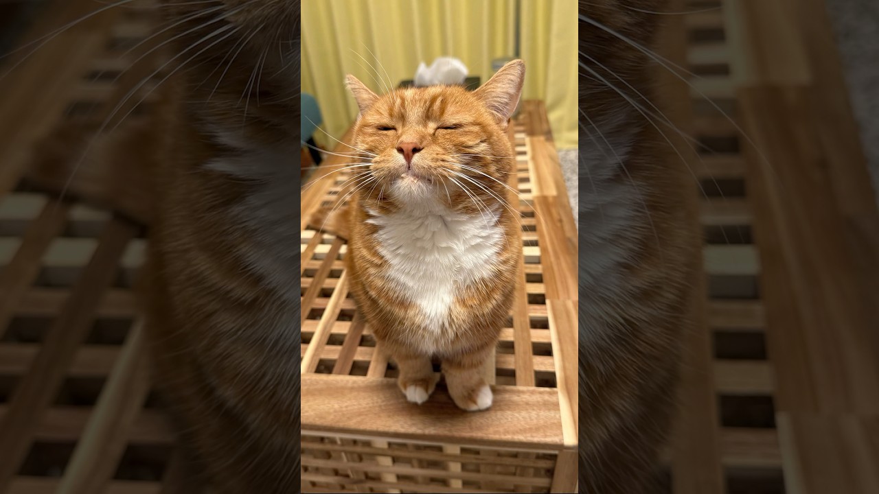 【カメラ映り悪いヤツ】#マンチカン#マンチカン短足#マンチカン子猫#ブリマンチ#ブリティッシュショートヘア#茶トラ#キジシロ#子猫#多頭飼い#猫のいる暮らし#チュール#肉球#猫の癖が強い