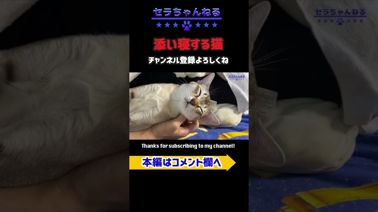 【シンガプーラ】添い寝する！猫信頼度100％#cat #pets #family #shorts #animals  #子猫 #kitten #猫